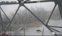 吉林爆料龙潭山视频,揭秘古老传说背后的真相