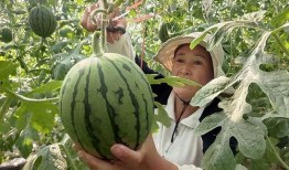 网红吃云南小瓜视频大全,网红视频带你领略舌尖上的云南风情